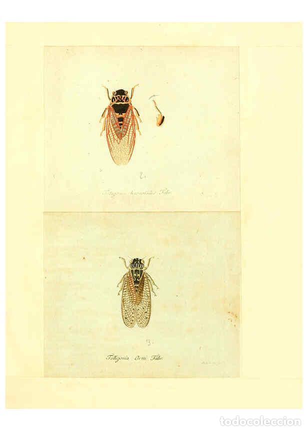 Collection Magazines and Newspapers: Reproducci&oacute;n/Reproduction 6055752793: Faunae insectorum Germanicae initia Nuremberg :Felsecker,1792-
