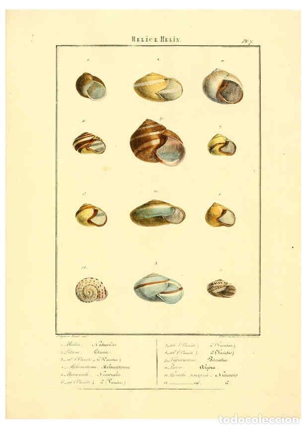 Collection Magazines and Newspapers: Reproducci&oacute;n/Reproduction 6055708041: Iconographie conchyliologique A Marseille :Chez Cr&eacute;vot, librai