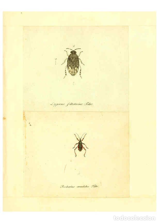 Collection Magazines and Newspapers: Reproducci&oacute;n/Reproduction 6056297582: Faunae insectorum Germanicae initia Nuremberg :Felsecker,1792-