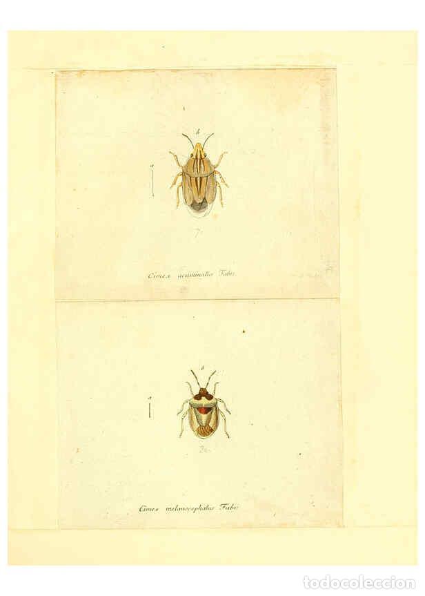Collection Magazines and Newspapers: Reproducci&oacute;n/Reproduction 6056289088: Faunae insectorum Germanicae initia Nuremberg :Felsecker,1792-
