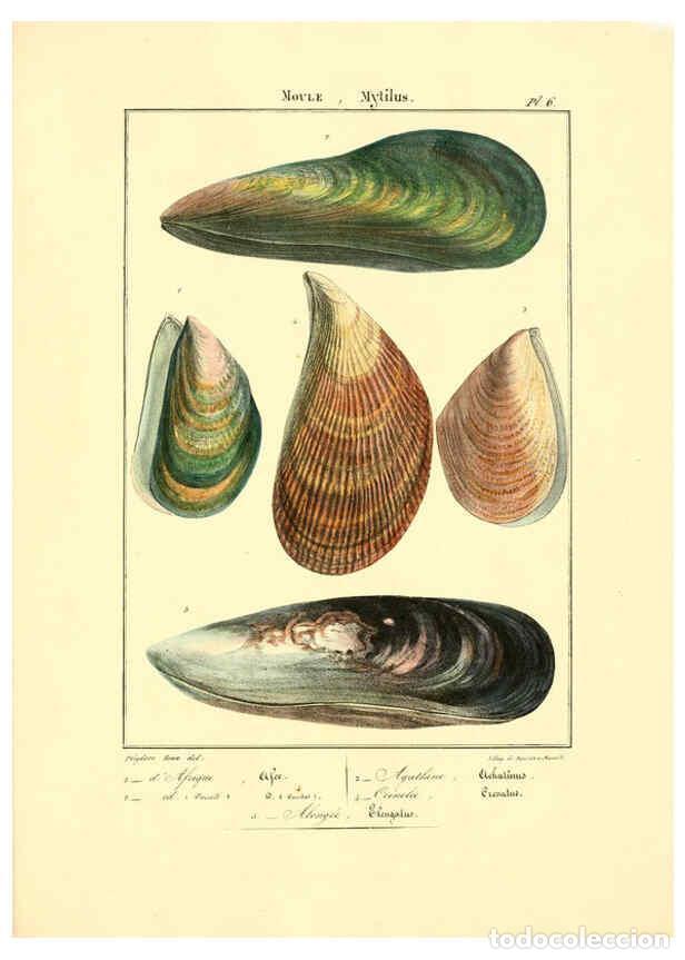 Collection Magazines and Newspapers: Reproducci&oacute;n/Reproduction 6056254806: Iconographie conchyliologique A Marseille :Chez Cr&eacute;vot, librai