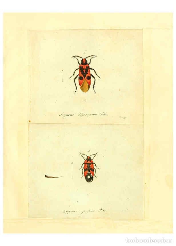 Collection Magazines and Newspapers: Reproducci&oacute;n/Reproduction 6056291766: Faunae insectorum Germanicae initia Nuremberg :Felsecker,1792-