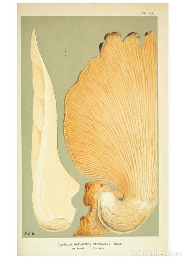 Collection Magazines and Newspapers: Reproducci&oacute;n/Reproduction 6055688011: Illustrations of British fungi (Hymenomycetes) London,Williams
