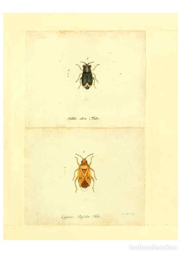 Collection Magazines and Newspapers: Reproducci&oacute;n/Reproduction 6055746791: Faunae insectorum Germanicae initia Nuremberg :Felsecker,1792-