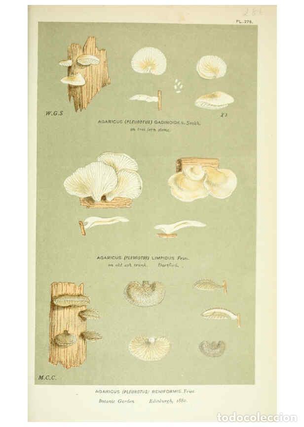 Collection Magazines and Newspapers: Reproducci&oacute;n/Reproduction 6056236894: Illustrations of British fungi (Hymenomycetes) London,Williams