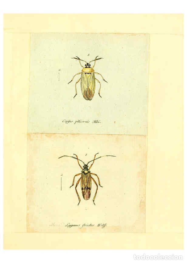 Collection Magazines and Newspapers: Reproducci&oacute;n/Reproduction 6055748029: Faunae insectorum Germanicae initia Nuremberg :Felsecker,1792-