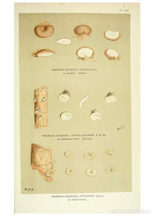 Collection Magazines and Newspapers: Reproducci&oacute;n/Reproduction 6056238292: Illustrations of British fungi (Hymenomycetes) London,Williams