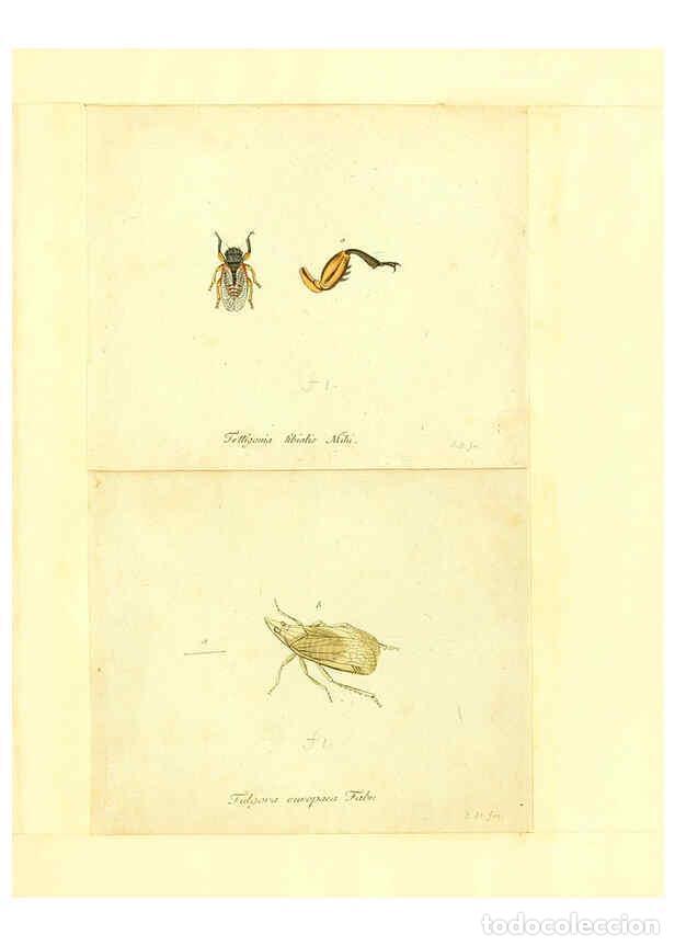 Coleccionismo de Revistas y Peri&oacute;dicos: Reproducci&oacute;n/Reproduction 6056299422: Faunae insectorum Germanicae initia Nuremberg :Felsecker,1792-