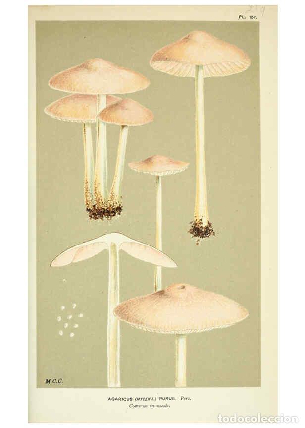 Collection Magazines and Newspapers: Reproducci&oacute;n/Reproduction 6055669689: Illustrations of British fungi (Hymenomycetes) London,Williams