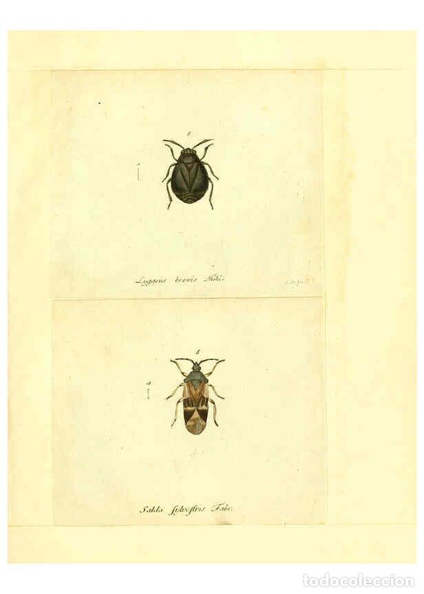 Collection Magazines and Newspapers: Reproducci&oacute;n/Reproduction 6056297328: Faunae insectorum Germanicae initia Nuremberg :Felsecker,1792-