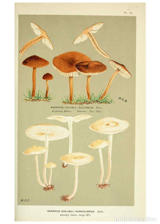 Collection Magazines and Newspapers: Reproducci&oacute;n/Reproduction 6055658745: Illustrations of British fungi (Hymenomycetes) London,Williams
