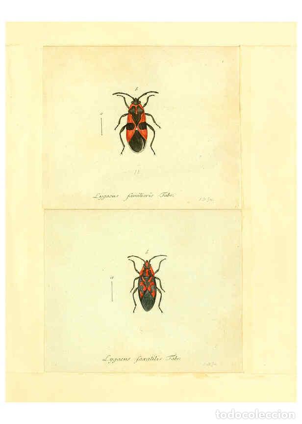 Collection Magazines and Newspapers: Reproducci&oacute;n/Reproduction 6055745587: Faunae insectorum Germanicae initia Nuremberg :Felsecker,1792-