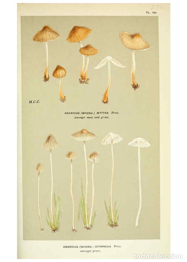 Collection Magazines and Newspapers: Reproducci&oacute;n/Reproduction 6055675101: Illustrations of British fungi (Hymenomycetes) London,Williams