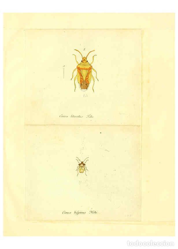 Collection Magazines and Newspapers: Reproducci&oacute;n/Reproduction 6055744381: Faunae insectorum Germanicae initia Nuremberg :Felsecker,1792-