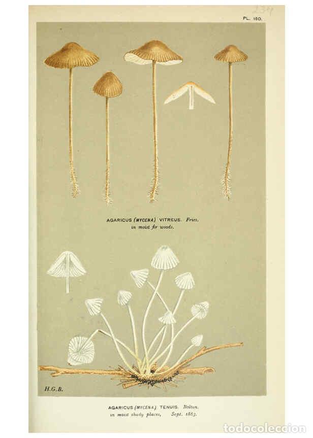 Collection Magazines and Newspapers: Reproducci&oacute;n/Reproduction 6056222416: Illustrations of British fungi (Hymenomycetes) London,Williams