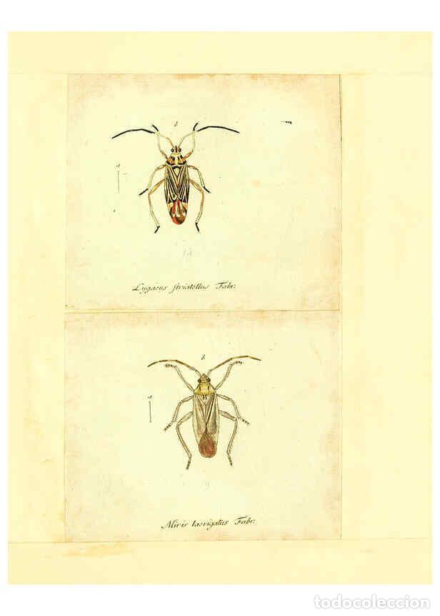 Collection Magazines and Newspapers: Reproducci&oacute;n/Reproduction 6055749095: Faunae insectorum Germanicae initia Nuremberg :Felsecker,1792-