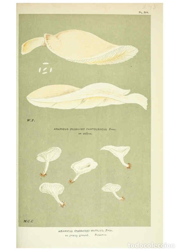 Collection Magazines and Newspapers: Reproducci&oacute;n/Reproduction 6056234326: Illustrations of British fungi (Hymenomycetes) London,Williams