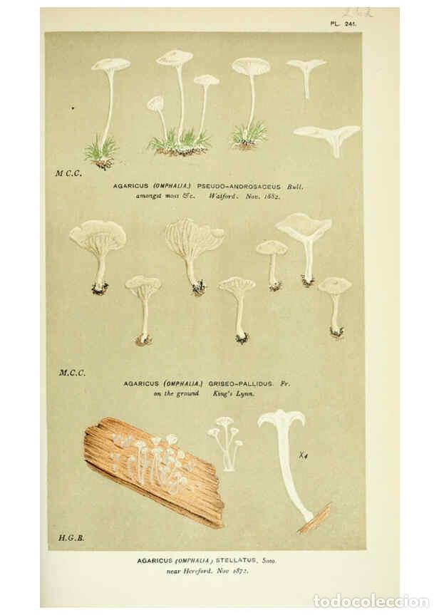 Collection Magazines and Newspapers: Reproducci&oacute;n/Reproduction 6055682375: Illustrations of British fungi (Hymenomycetes) London,Williams