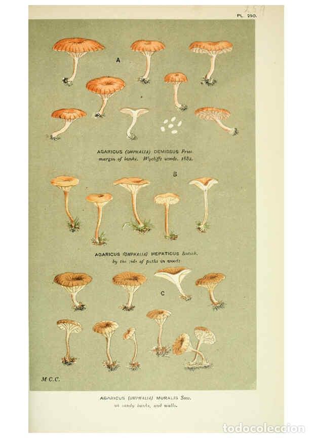 Collection Magazines and Newspapers: Reproducci&oacute;n/Reproduction 6056228664: Illustrations of British fungi (Hymenomycetes) London,Williams