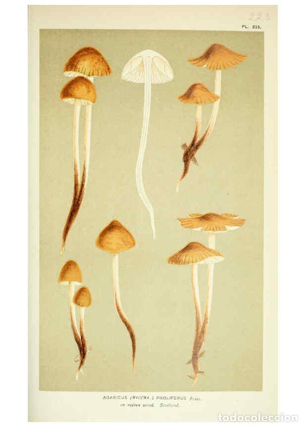 Collection Magazines and Newspapers: Reproducci&oacute;n/Reproduction 6056217824: Illustrations of British fungi (Hymenomycetes) London,Williams