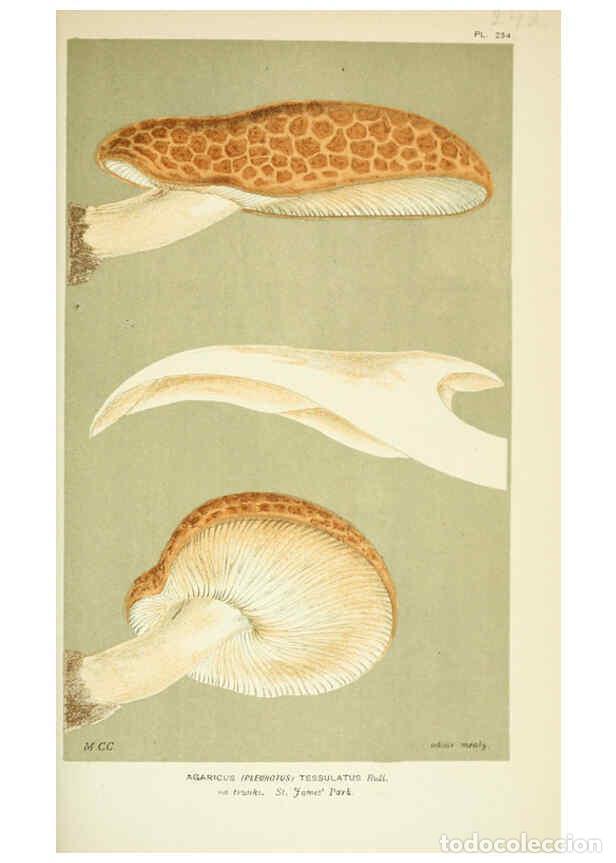 Collection Magazines and Newspapers: Reproducci&oacute;n/Reproduction 6056232392: Illustrations of British fungi (Hymenomycetes) London,Williams