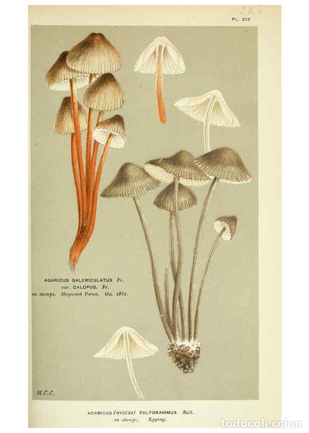 Collection Magazines and Newspapers: Reproducci&oacute;n/Reproduction 6056219806: Illustrations of British fungi (Hymenomycetes) London,Williams