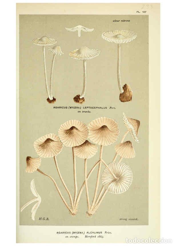 Collection Magazines and Newspapers: Reproducci&oacute;n/Reproduction 6055674409: Illustrations of British fungi (Hymenomycetes) London,Williams