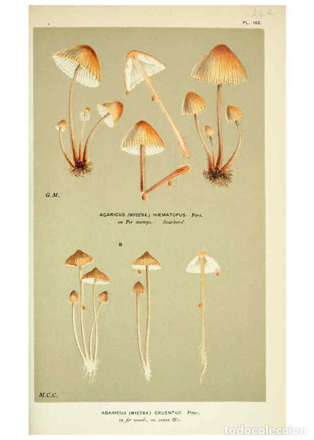 Collection Magazines and Newspapers: Reproducci&oacute;n/Reproduction 6055676639: Illustrations of British fungi (Hymenomycetes) London,Williams