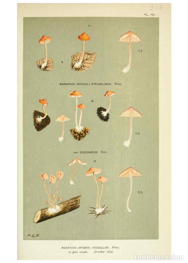 Collection Magazines and Newspapers: Reproducci&oacute;n/Reproduction 6055662347: Illustrations of British fungi (Hymenomycetes) London,Williams