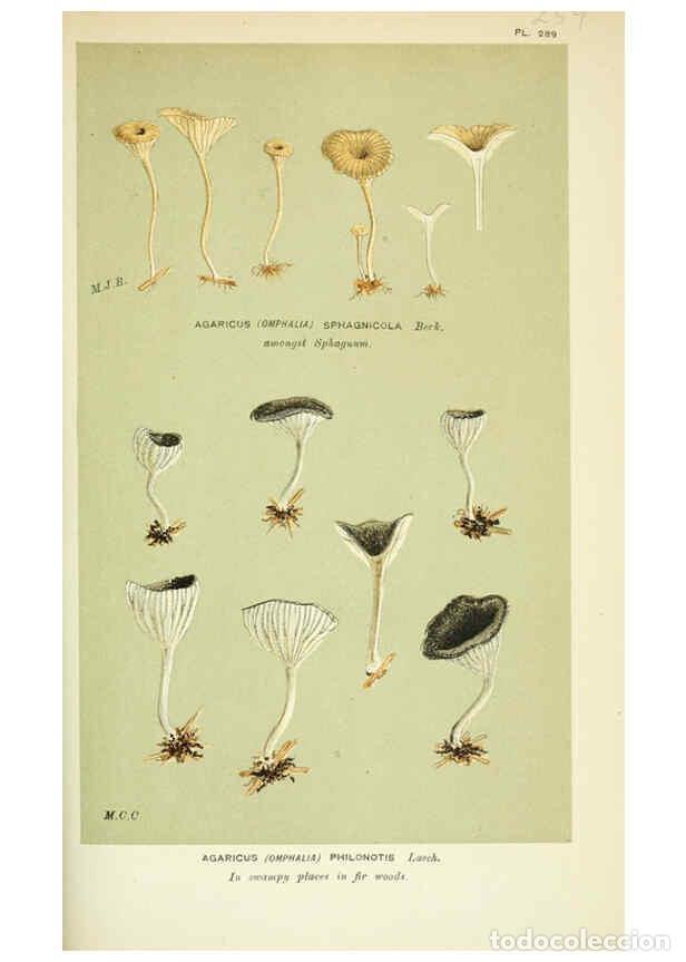 Collection Magazines and Newspapers: Reproducci&oacute;n/Reproduction 6056228156: Illustrations of British fungi (Hymenomycetes) London,Williams
