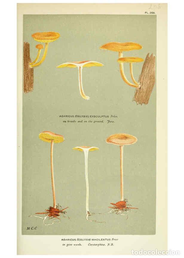 Collection Magazines and Newspapers: Reproducci&oacute;n/Reproduction 6055660009: Illustrations of British fungi (Hymenomycetes) London,Williams
