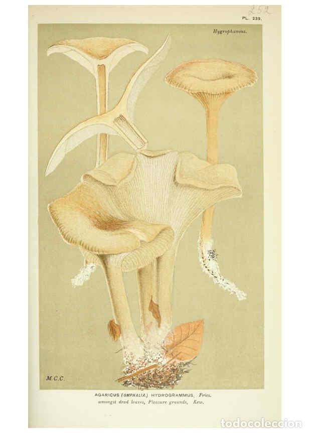Collection Magazines and Newspapers: Reproducci&oacute;n/Reproduction 6055679473: Illustrations of British fungi (Hymenomycetes) London,Williams