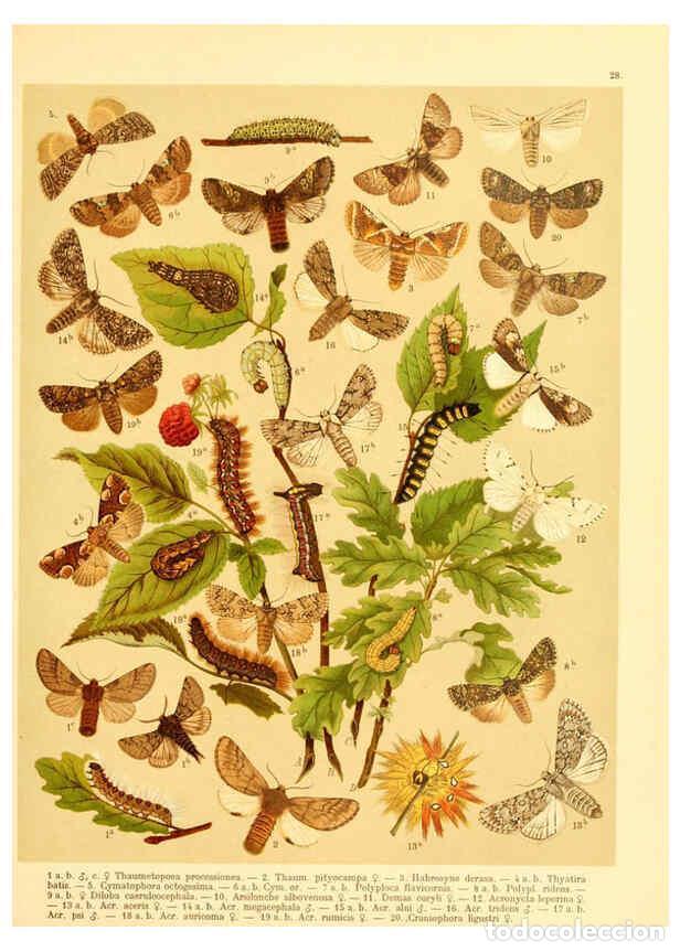 Collection Magazines and Newspapers: Reproducci&oacute;n/Reproduction 6059077696: Fr. Berge's Schmetterlingsbuch nach dem gegenw&auml;rtigen Stande d