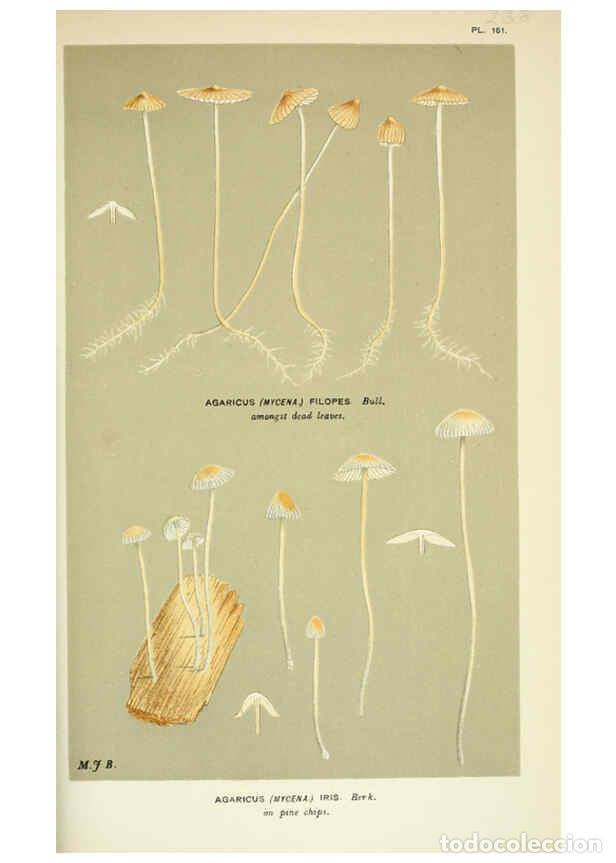 Collection Magazines and Newspapers: Reproducci&oacute;n/Reproduction 6056222636: Illustrations of British fungi (Hymenomycetes) London,Williams