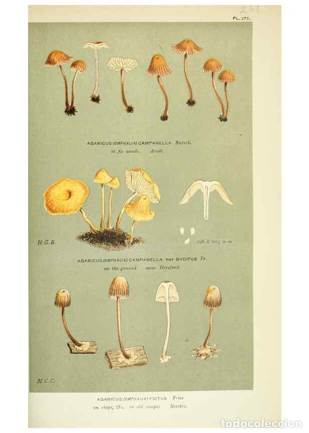 Collection Magazines and Newspapers: Reproducci&oacute;n/Reproduction 6056229892: Illustrations of British fungi (Hymenomycetes) London,Williams