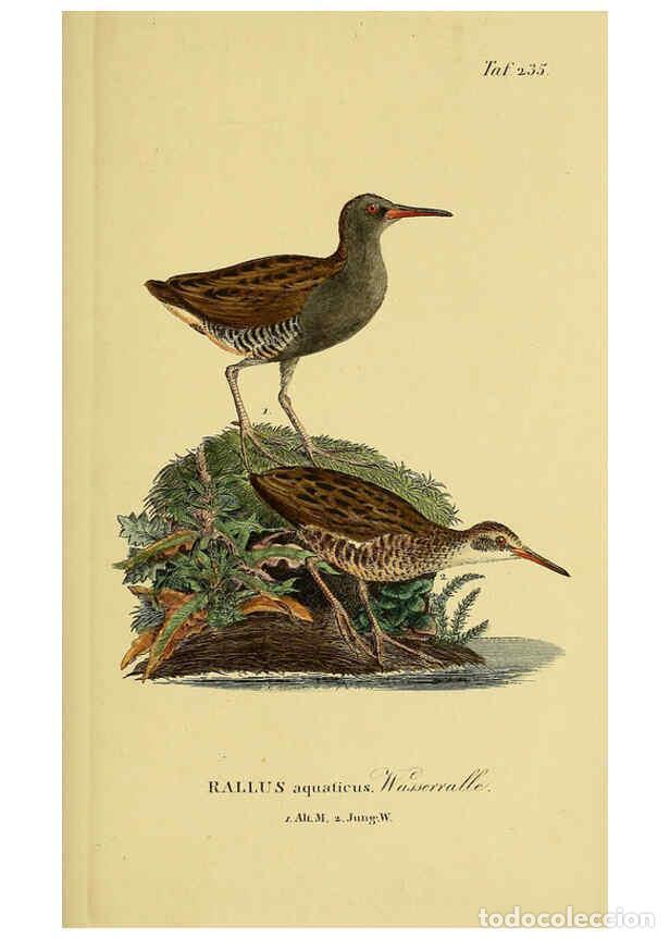 Colecionismo de Revistas e Jornais: Reproducci&oacute;n/Reproduction 6058902823: Johann Andreas Naumann's ... Naturgeschichte der V&ouml;gel Deutsch