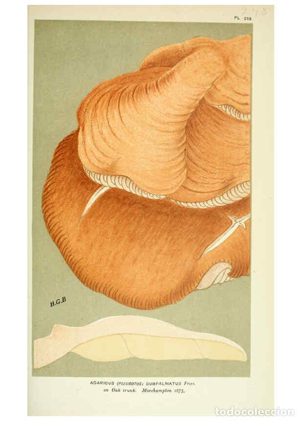 Colecionismo de Revistas e Jornais: Reproducci&oacute;n/Reproduction 6055685607: Illustrations of British fungi (Hymenomycetes) London,Williams