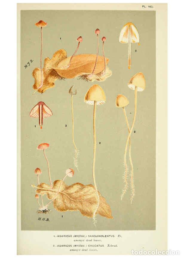 Colecionismo de Revistas e Jornais: Reproducci&oacute;n/Reproduction 6056224072: Illustrations of British fungi (Hymenomycetes) London,Williams