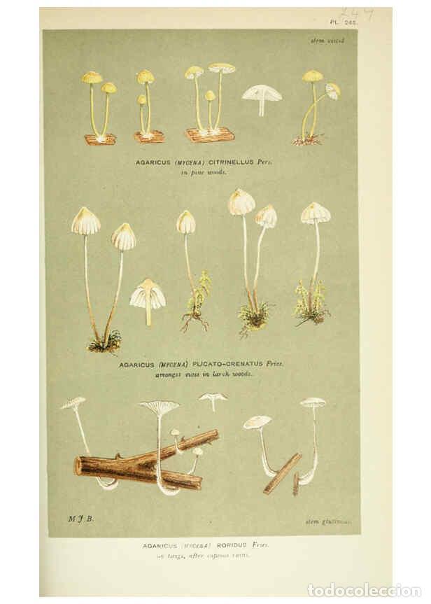 Colecionismo de Revistas e Jornais: Reproducci&oacute;n/Reproduction 6056225374: Illustrations of British fungi (Hymenomycetes) London,Williams