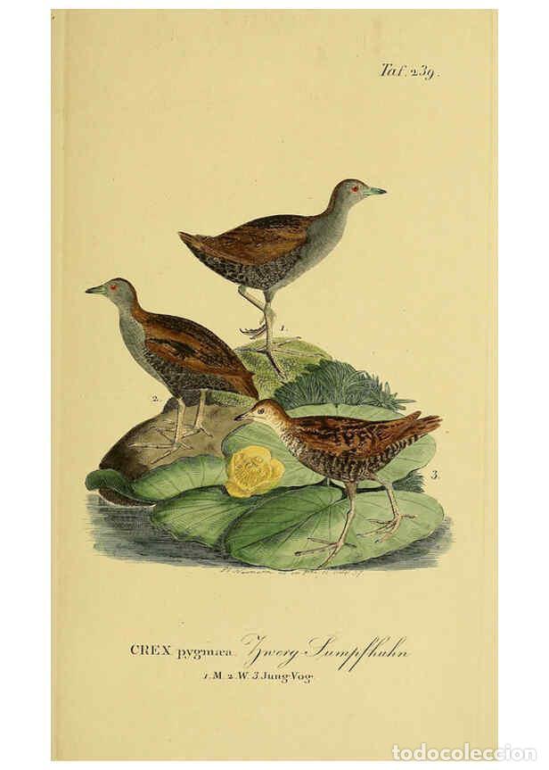 Colecionismo de Revistas e Jornais: Reproducci&oacute;n/Reproduction 6059451856: Johann Andreas Naumann's ... Naturgeschichte der V&ouml;gel Deutsch
