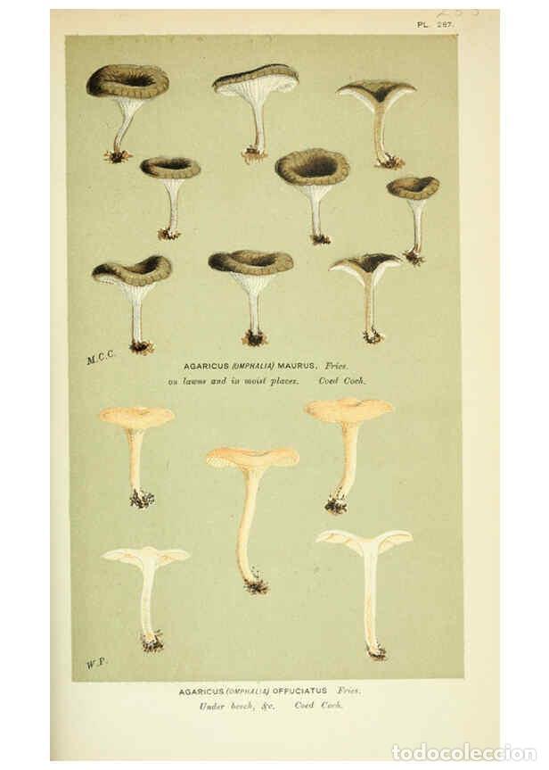 Colecionismo de Revistas e Jornais: Reproducci&oacute;n/Reproduction 6056226924: Illustrations of British fungi (Hymenomycetes) London,Williams