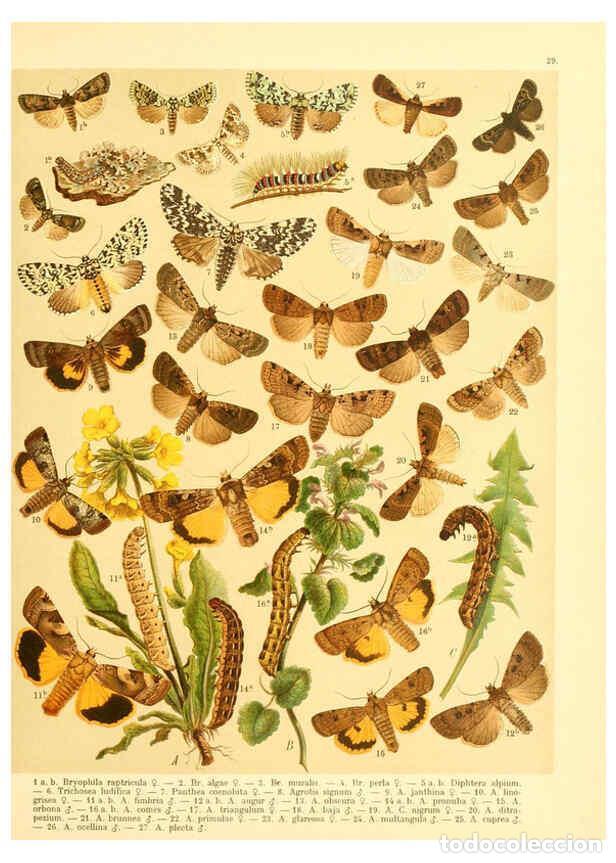 Colecionismo de Revistas e Jornais: Reproducci&oacute;n/Reproduction 6058529677: Fr. Berge's Schmetterlingsbuch nach dem gegenw&auml;rtigen Stande d