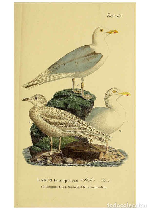 Colecionismo de Revistas e Jornais: Reproducci&oacute;n/Reproduction 6059460854: Johann Andreas Naumann's ... Naturgeschichte der V&ouml;gel Deutsch