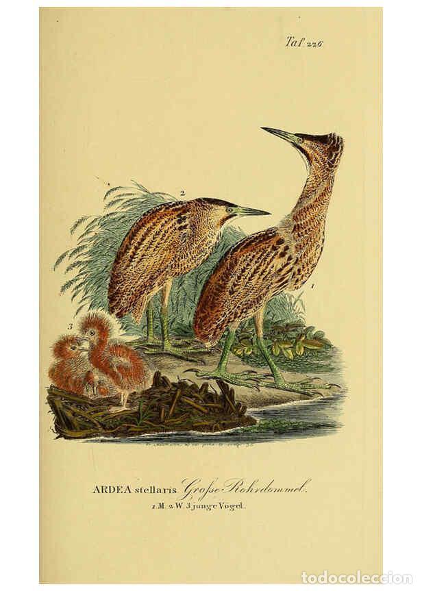 Colecionismo de Revistas e Jornais: Reproducci&oacute;n/Reproduction 6058899703: Johann Andreas Naumann's ... Naturgeschichte der V&ouml;gel Deutsch