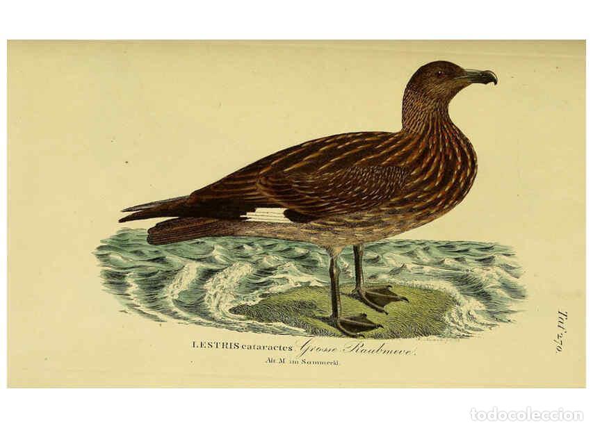 Colecionismo de Revistas e Jornais: Reproducci&oacute;n/Reproduction 6058914957: Johann Andreas Naumann's ... Naturgeschichte der V&ouml;gel Deutsch