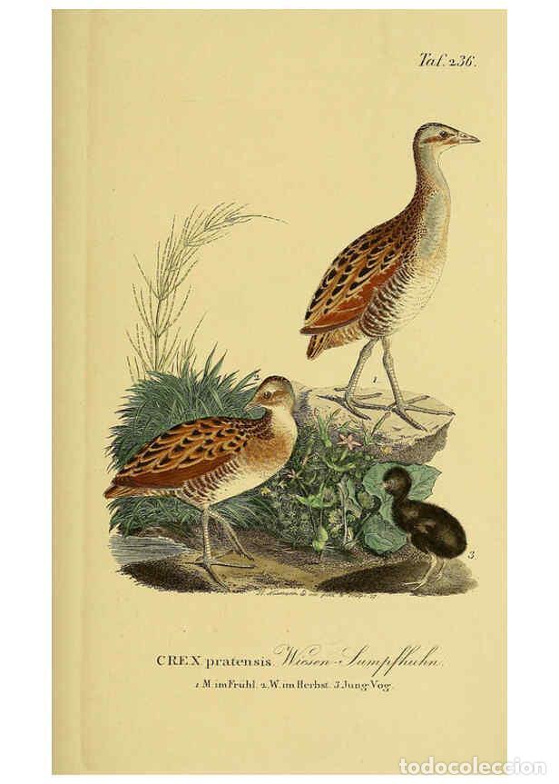 Colecionismo de Revistas e Jornais: Reproducci&oacute;n/Reproduction 6059450748: Johann Andreas Naumann's ... Naturgeschichte der V&ouml;gel Deutsch