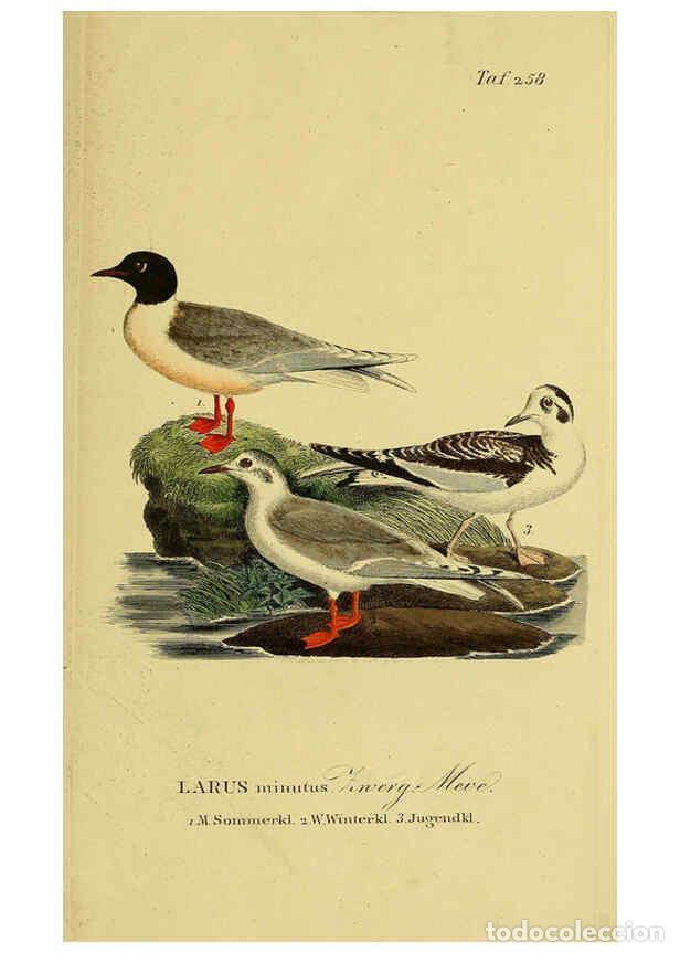 Colecionismo de Revistas e Jornais: Reproducci&oacute;n/Reproduction 6058910647: Johann Andreas Naumann's ... Naturgeschichte der V&ouml;gel Deutsch