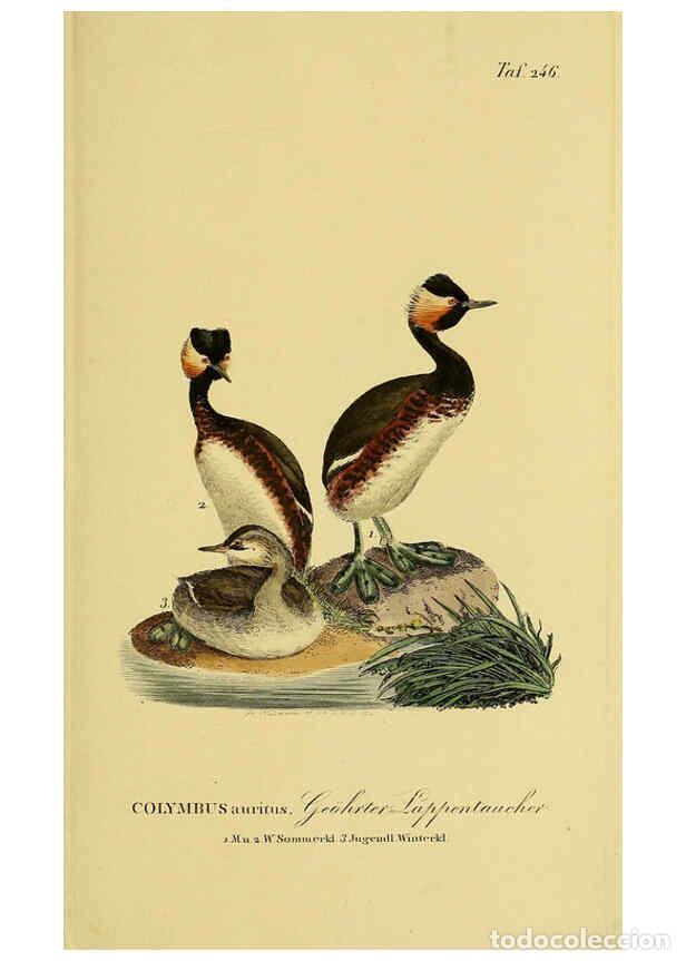 Colecionismo de Revistas e Jornais: Reproducci&oacute;n/Reproduction 6059454022: Johann Andreas Naumann's ... Naturgeschichte der V&ouml;gel Deutsch