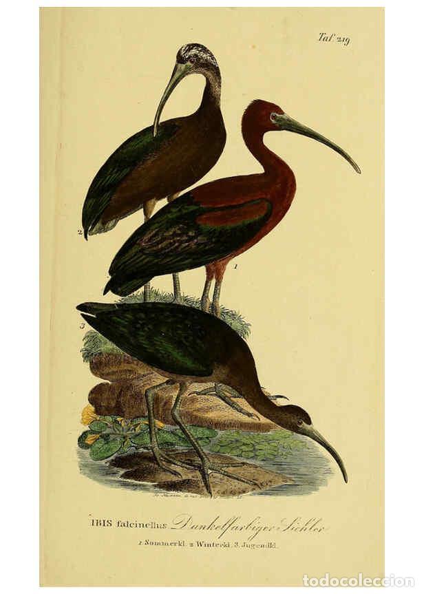 Colecionismo de Revistas e Jornais: Reproducci&oacute;n/Reproduction 6058897329: Johann Andreas Naumann's ... Naturgeschichte der V&ouml;gel Deutsch