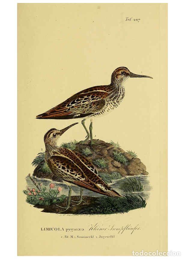 Colecionismo de Revistas e Jornais: Reproducci&oacute;n/Reproduction 6059440656: Johann Andreas Naumann's ... Naturgeschichte der V&ouml;gel Deutsch